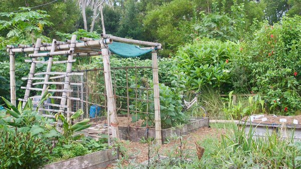 Comment mettre en place un potager en permaculture pour les débutants en milieu urbain ?